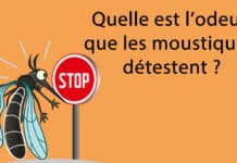 Quelle est l'odeur que les moustiques détestent