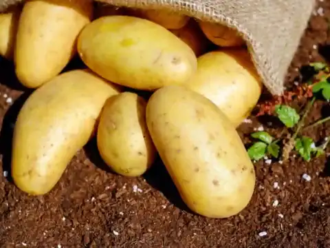 Quel est le temps de cuisson des pommes de terre au four
